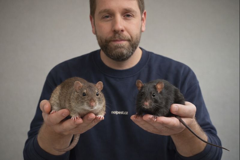 Comparison of brown rat (Rattus norvegicus) and black rat (Rattus rattus)